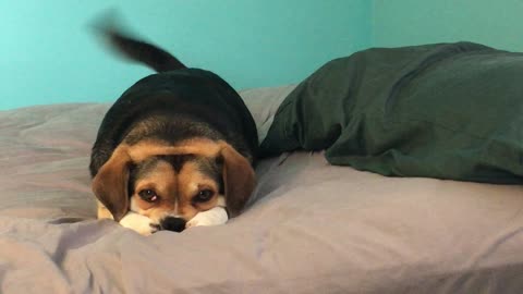 Adorable Doggo Patiently Waits for Food