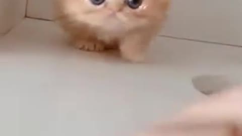 Gatito gatito gatito gatito 🐱🐱🐱