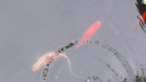 Fish in the pond