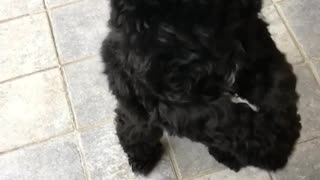 Small black dog begs on hind legs for toy stick