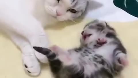 Mommy cat hugs baby kitten having experiencing a nightmare