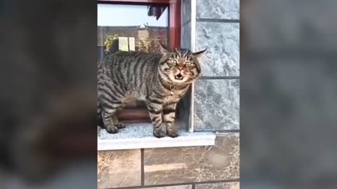 funny cat's talking | must watch
