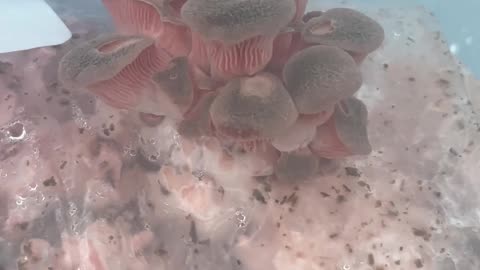 Pink oyster mushroom growth 12 hours #mushrooms #mycology #mushrooming