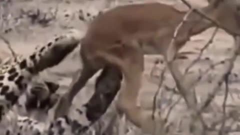Leopard Playing With Baby Impala.