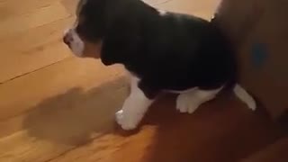 Puppy Snoopy beagle