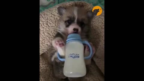 CUTE PUPPYS AND CATS VIDEO