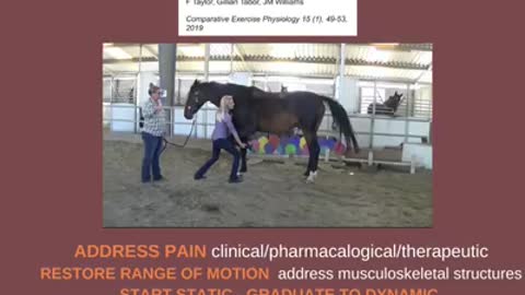 Rehabilitation For Equine Back Pain | Equine Rehabilitation Canada