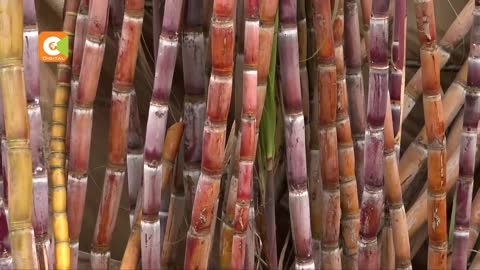 SMART FARMING | Urban Sugarcane Farming