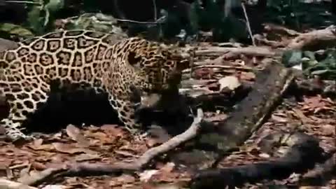 Anconda vs Jaguar fighting 🐍vs🐆