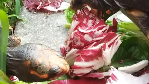 My pair of cherry head redfoot tortoises