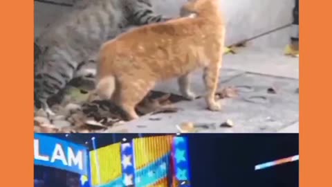 WWE CATS FIGHT