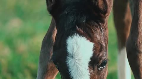 Give us 𝐀𝐋𝐋 of the “Little Biggies”! 💚 Colt by