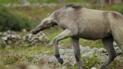 Beautiful horse run in a nature