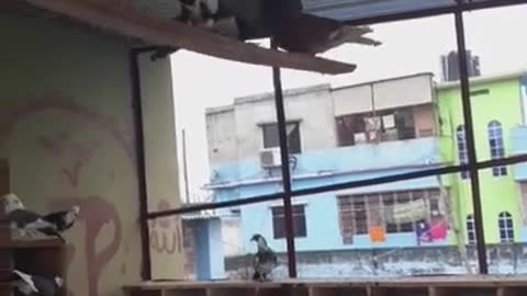 Who love pigeon video-1