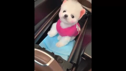 kp15-Funny and Cute Pomeranian Videos