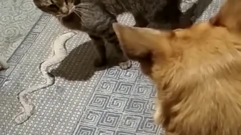brutal attack of a cat on a dog
