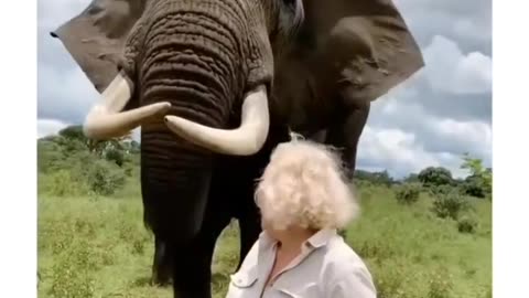 Elephant the Houdini
