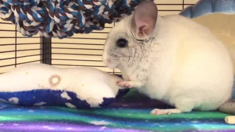 Chinchilla Angry at his Pillow