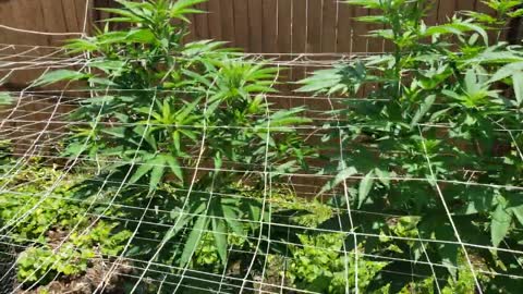 2022 Outdoor Cannabis Garden Tour | Garden Update [#05]