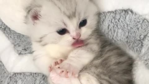 Baby cat is doing bath time