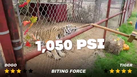 Dogo_Argentino_vs_Tiger_-_Impossible_Encounter(720p).mp4