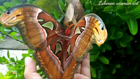 The discovery of a giant butterfly or elephant butterfly that is already rare 3