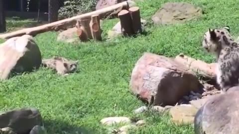 MOMMY SNOW LEOPARD PRETENDS TO BE SCARED PLAYING WITH HER CUB