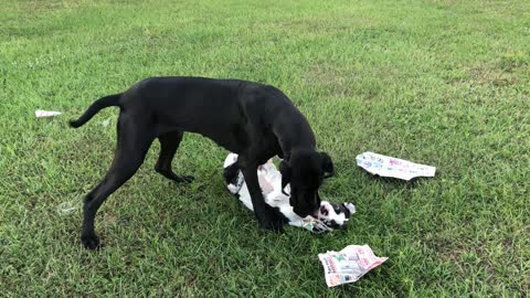 News Paper Delivering Great Danes Get Easily Distracted