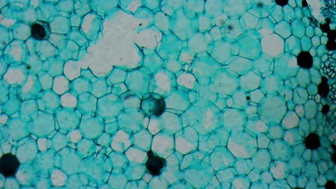 Cotton under a microscope