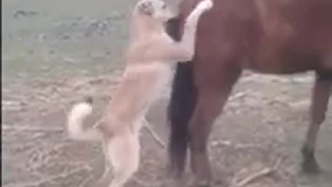 Horse Kick Vs The Dog Sad End | Fail Of The Month | Funny Trends | Short 😂