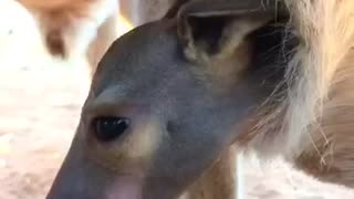 Cute Little Kangaroo Joey