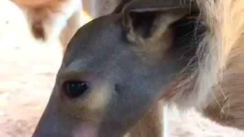 Cute Little Kangaroo Joey