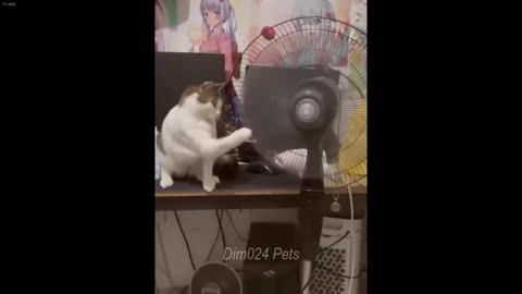 Laugh Uncontrollably Best Funny Cat Videos 2024 Best Funny Animals 2024-Hackerwatching