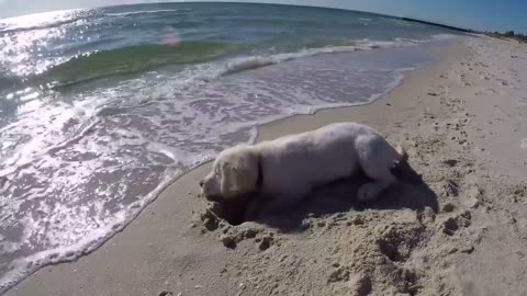 Puppy ins't happy when waves fill up his newly dug hole