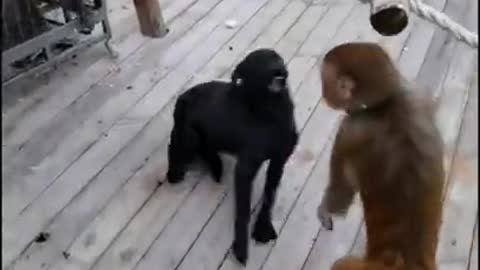 Monkey attack dog