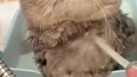 Cute cat loves to bath