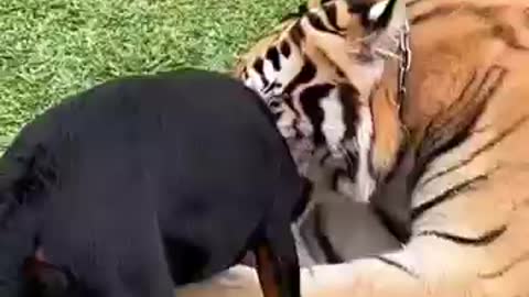 Rottweiler Puppy & Tiger Playing #shorts