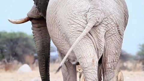 Elephant Bull vs. Lion Pride: Showdown in Botswana