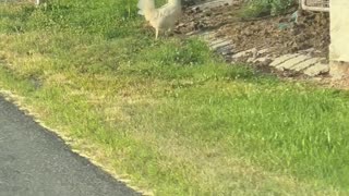 Why did the chicken cross the road?!