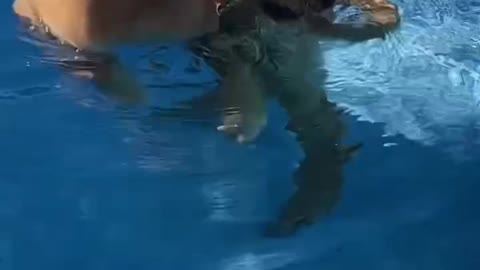 Swimming Dog Gets Super Excited Seeing Dad After Two Weeks Apart