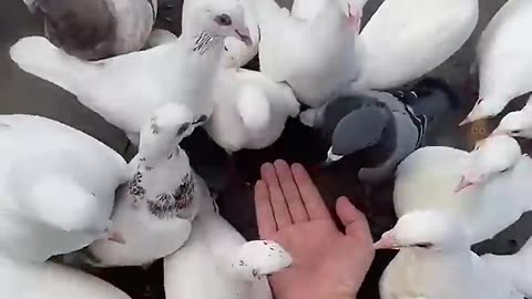 Amazing Videos Of Animals