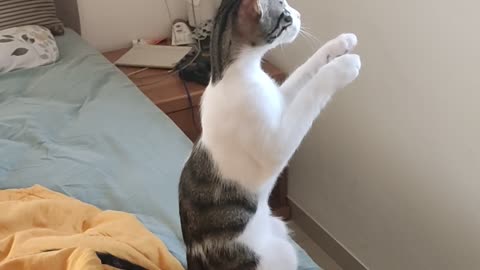 Cat Begs For The Birds To Come To The Window