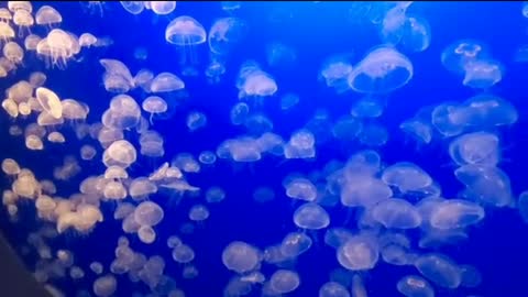 beautiful but dangerous deep ocean life giant jellyfish