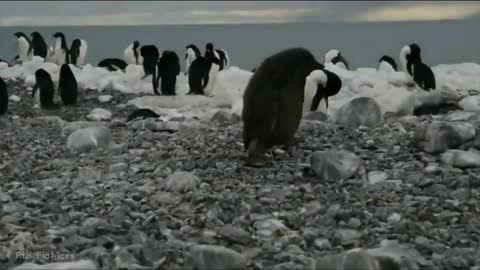 Most Funny Penguin Bloopers