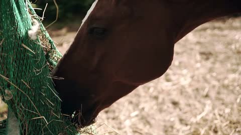 Horse Eating Hay a stable