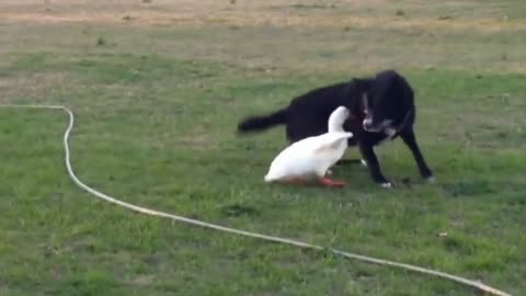 Brave duck fight with 2 dogs