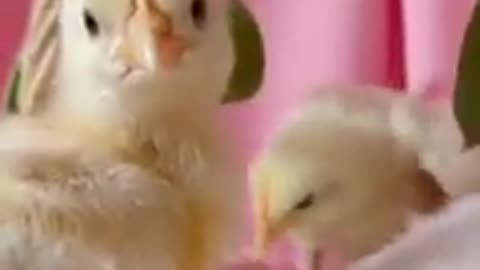 Rabbit & chicken animal short video|| #shorts || #shorts_videos || #youtube_shorts || copyright free