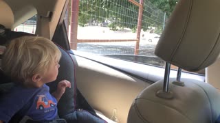 Grateful Toddler is Thankful for Feeding Large Brahman