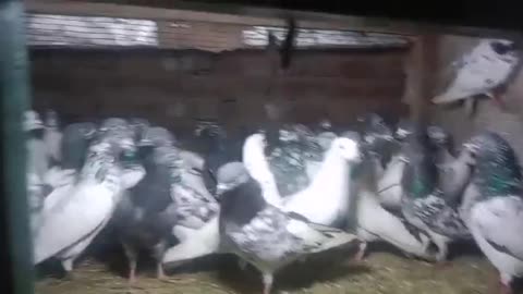 Beautiful pigeon breeder pair best flying high
