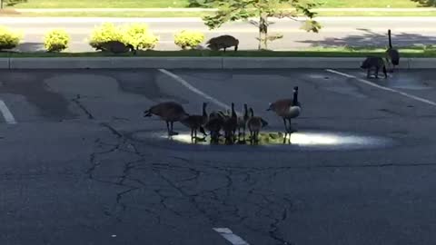 Geese family gathering enjoying the warm weather